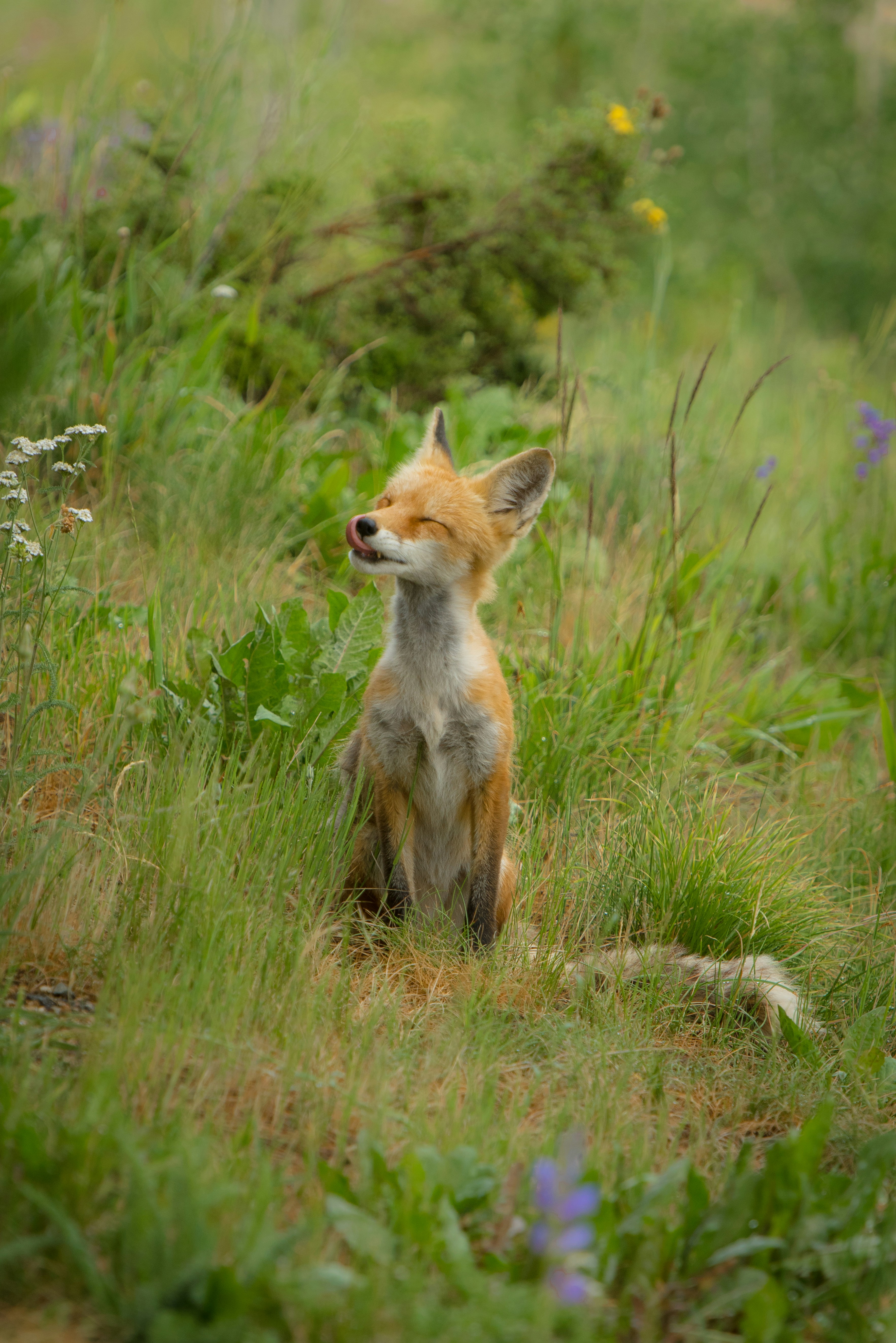 fox