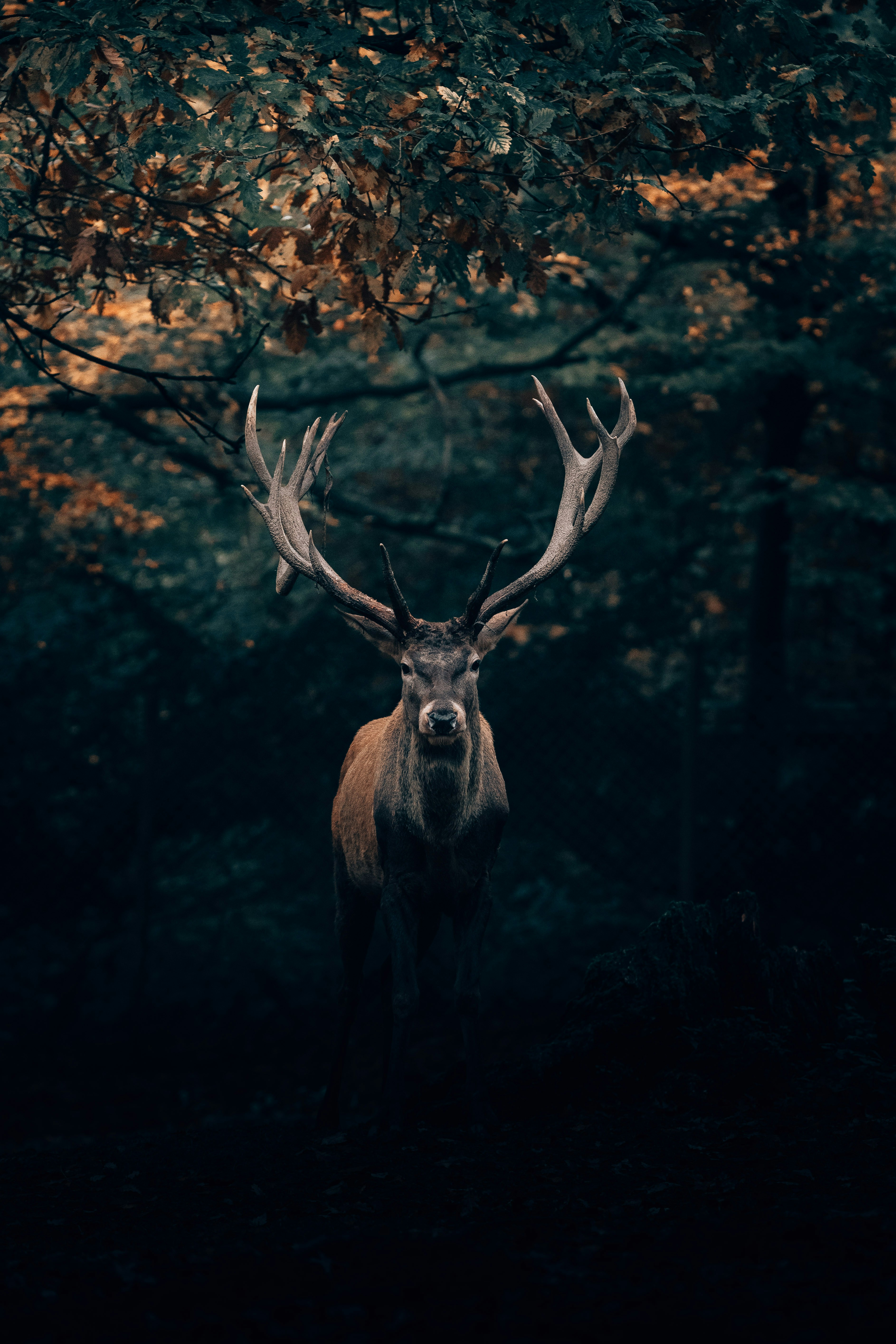 moose