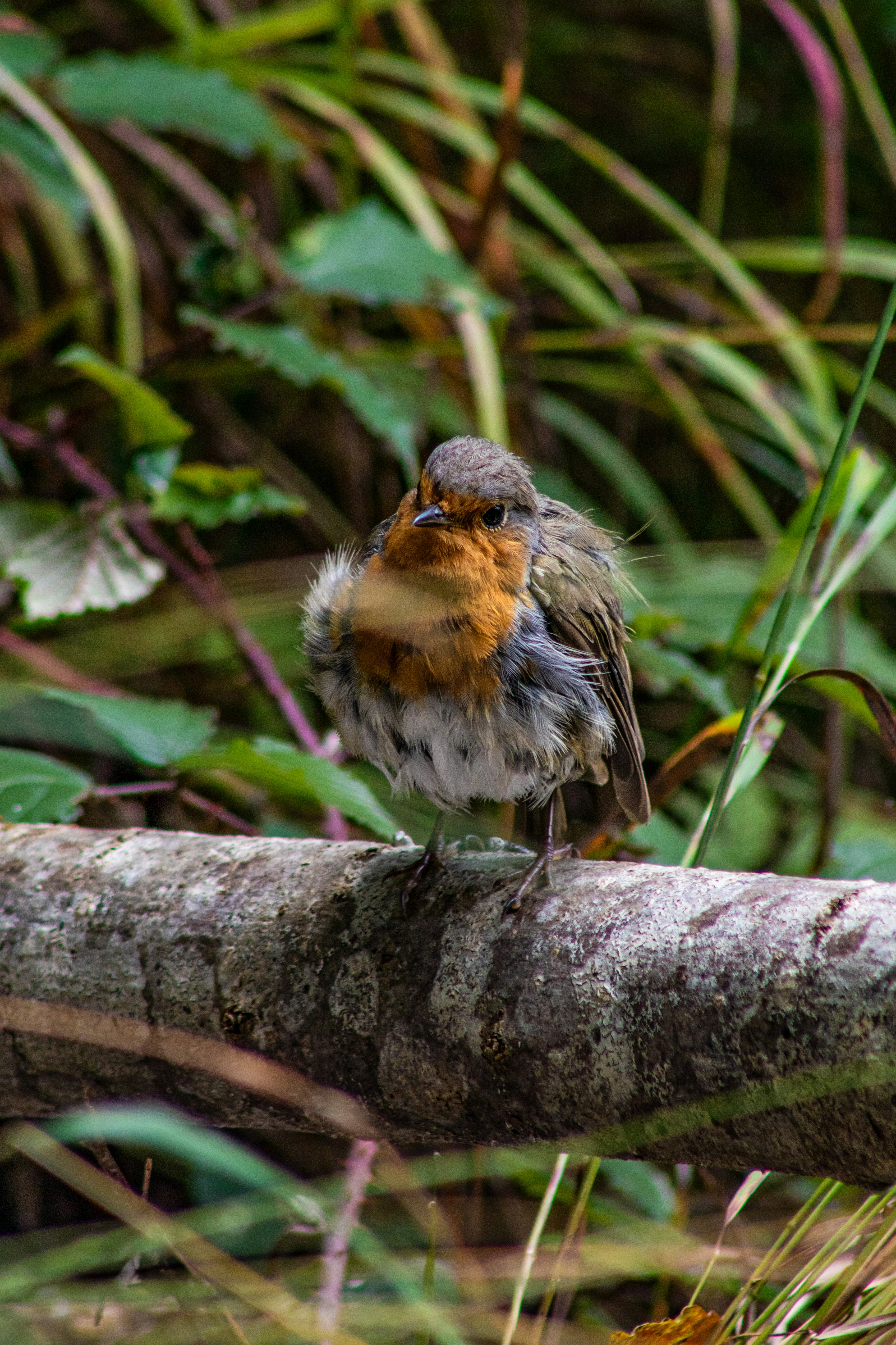 bird