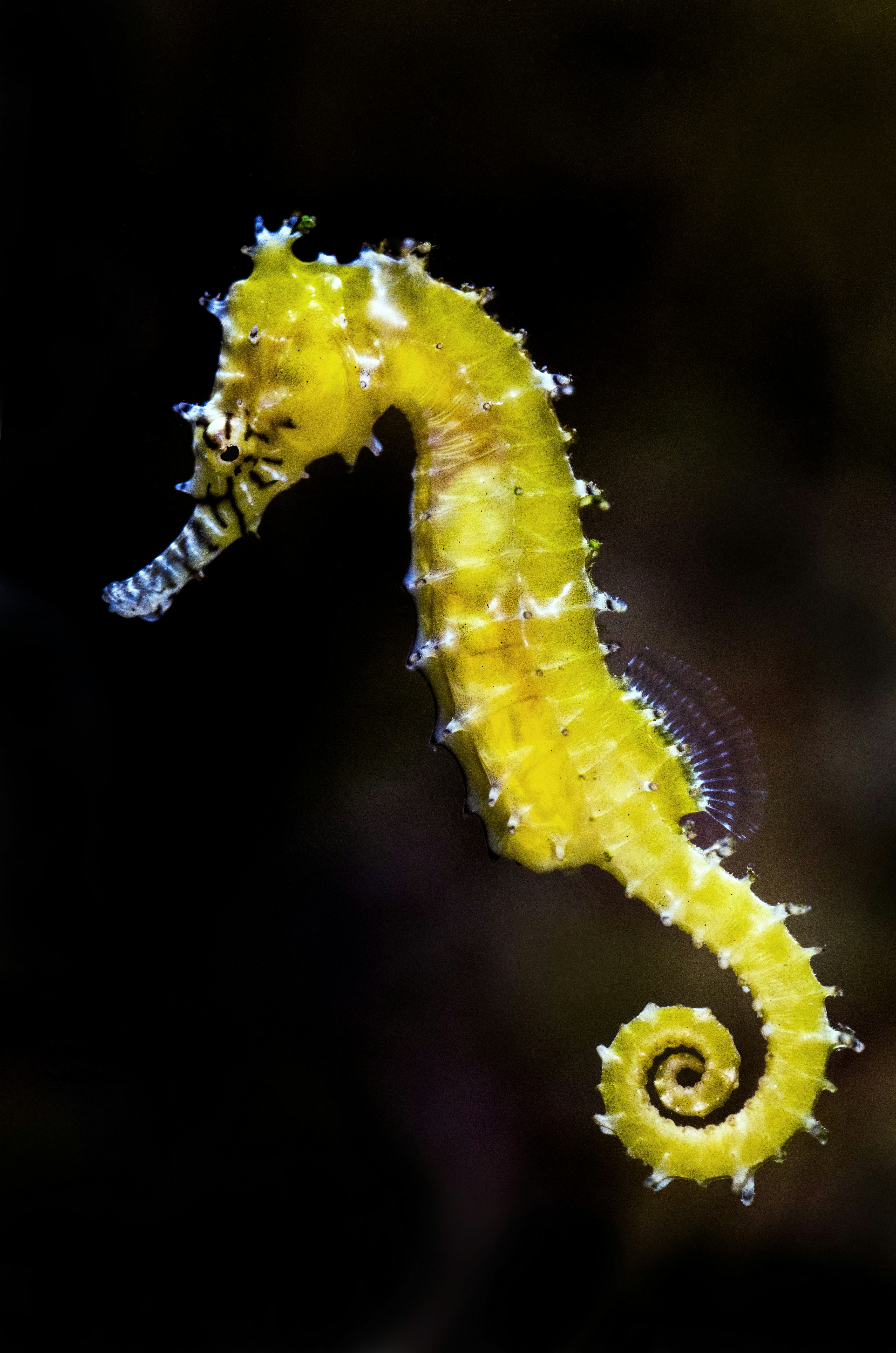 seahorse