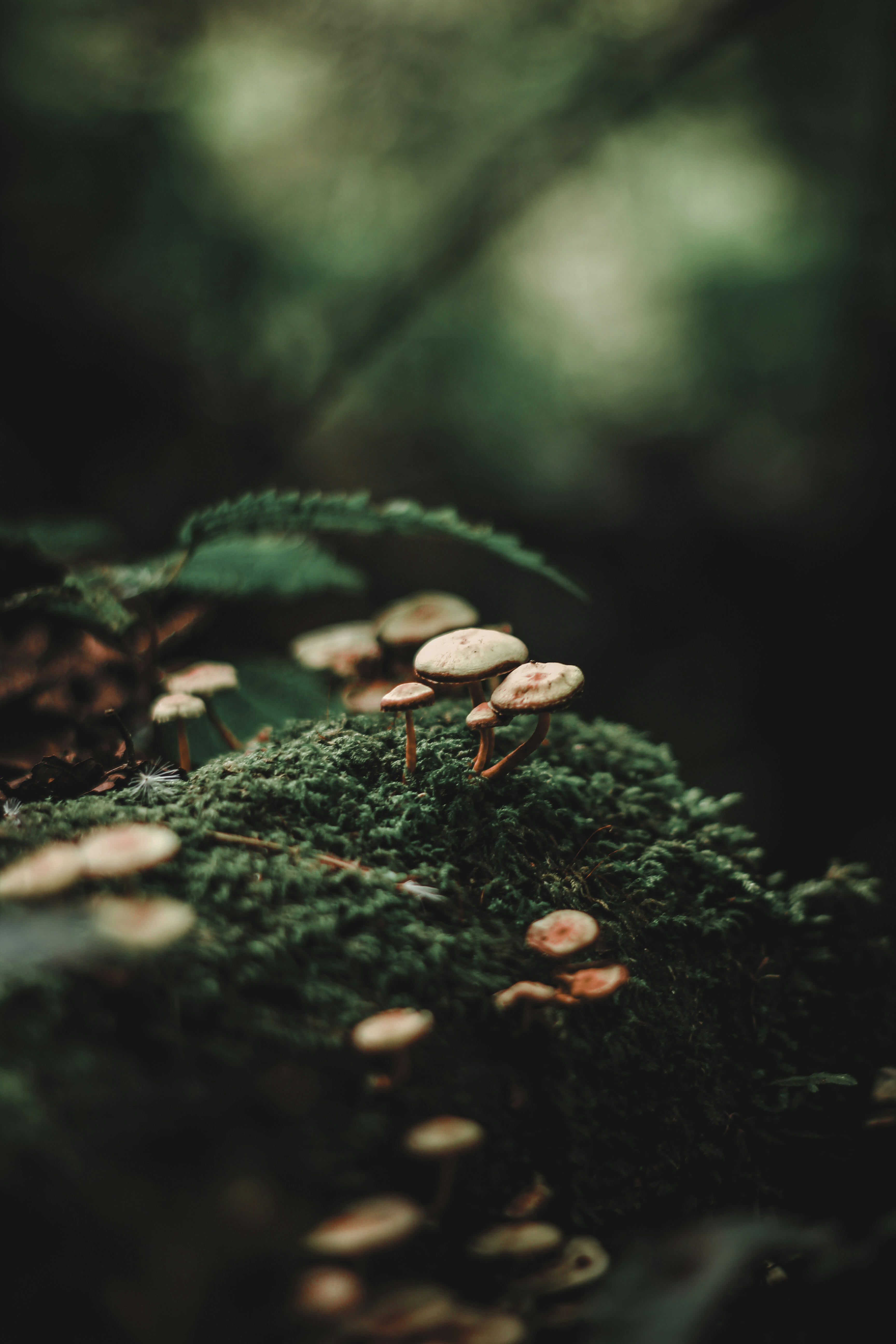 mushrooms