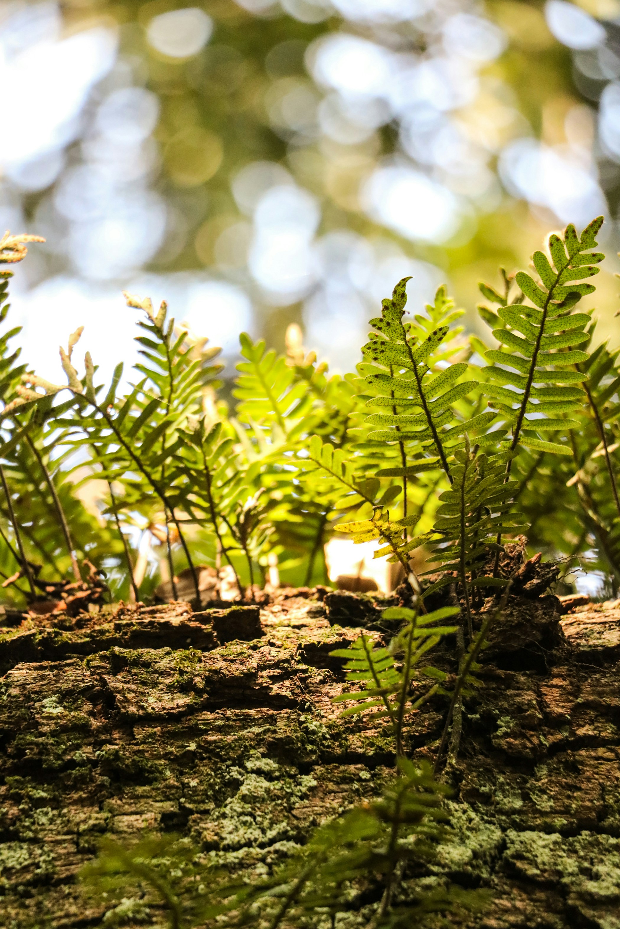 ferns