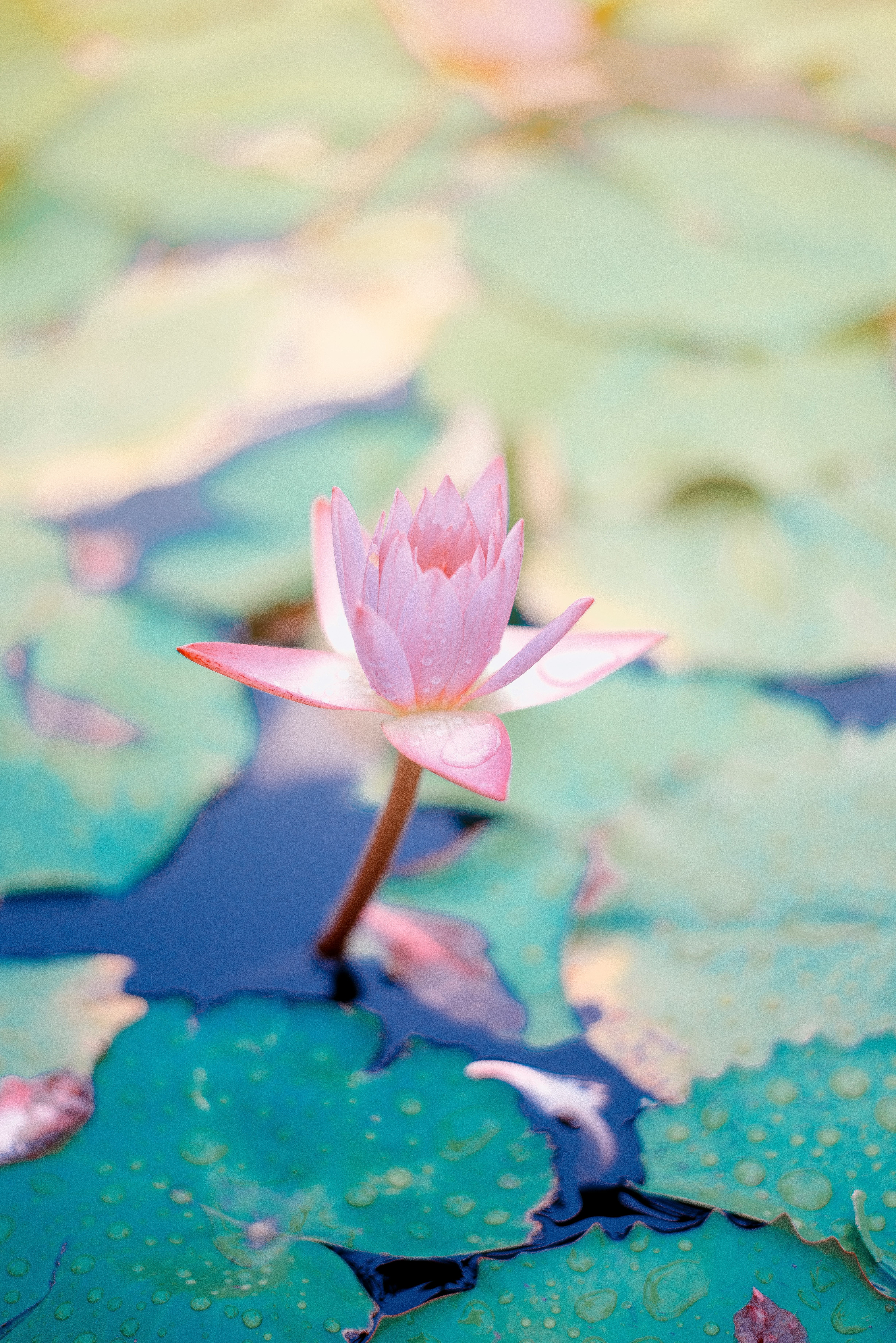 lotus