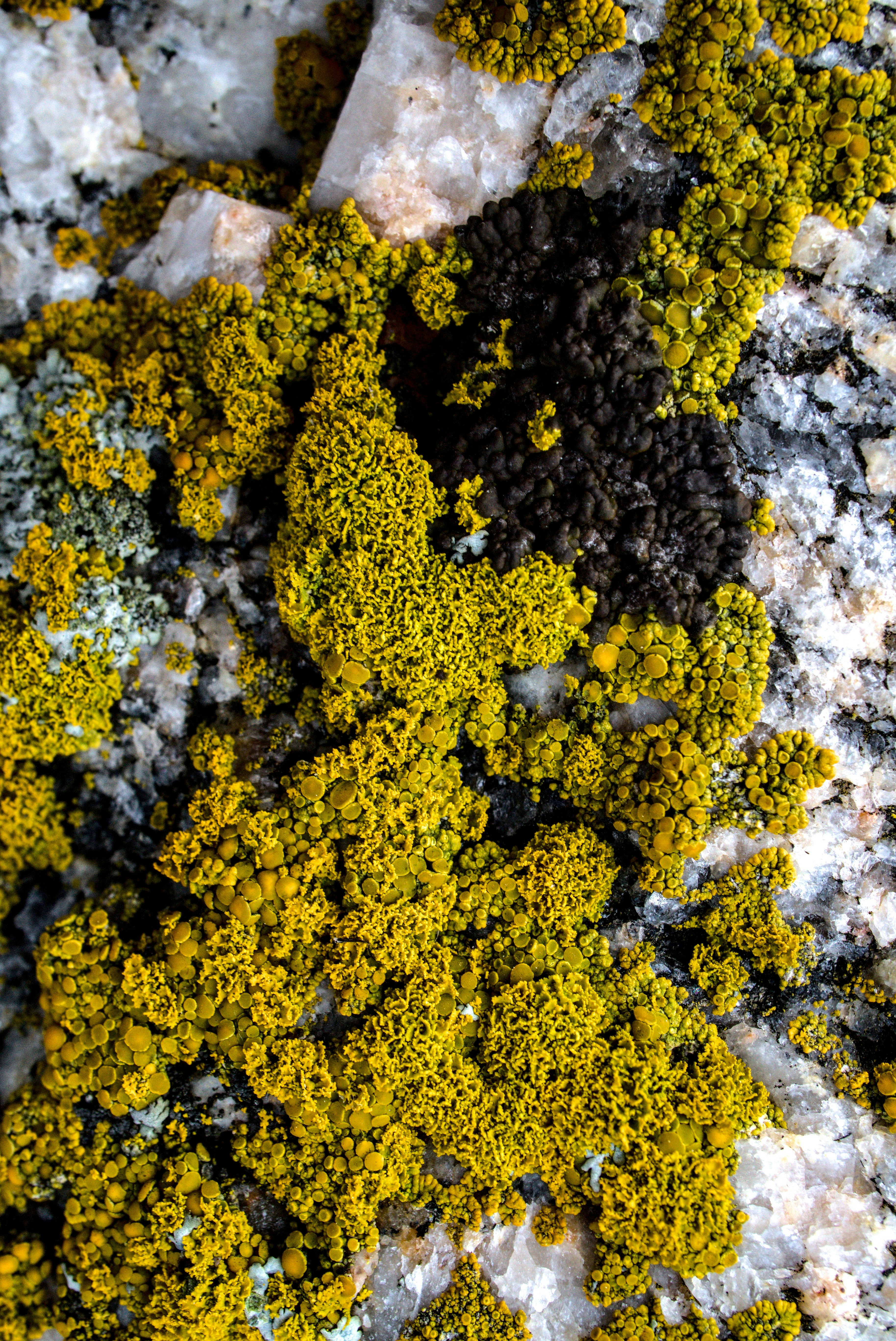 lichen
